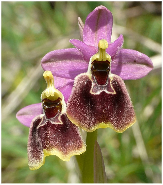 IBRIDO O.biscutella x O.tenthredinifera